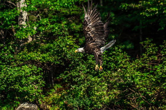 The Flight-Eagle