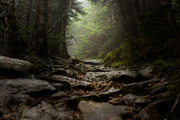 forest light
