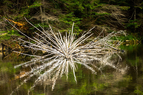 Reflections