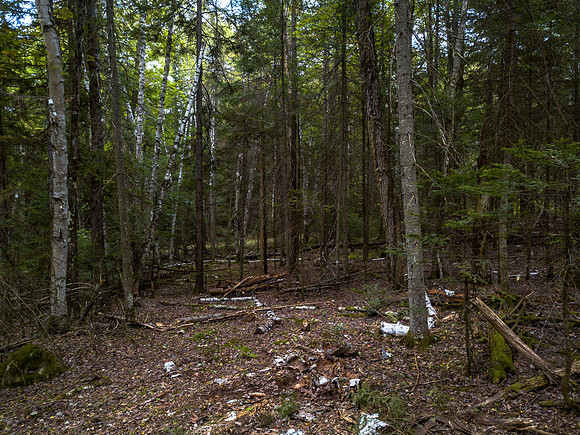 Arrowhead walkabout (20 of 31)
