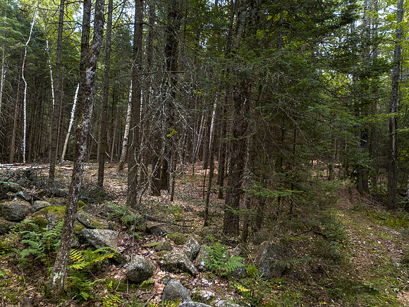 Arrowhead walkabout (5 of 31)