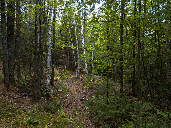 Arrowhead walkabout (6 of 31)